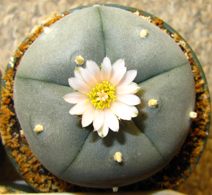 Lophophora Williamsii var. Nuevo Yucatan in flower